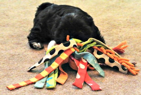 Puppy Playing with Toys