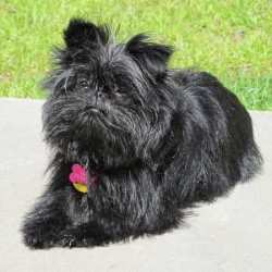 small black furry dog