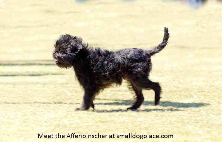 Affenpinscher:  The Monkey Dog