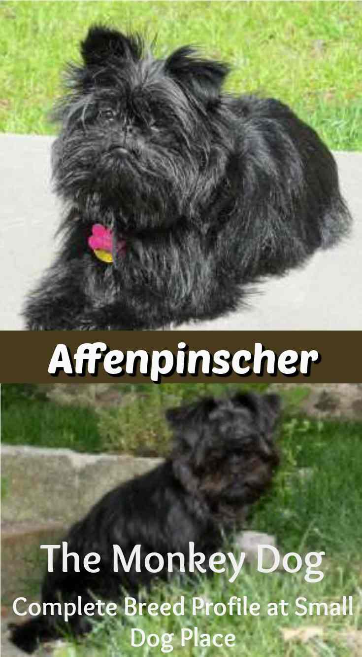 Affenpinscher or Monkey Dog:  The Complete Breed Profile:  Is the breed right for you?