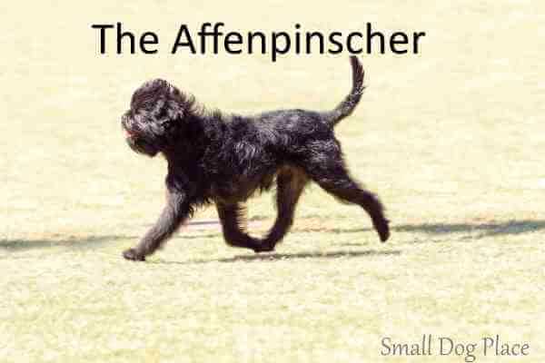 The Affenpinscher