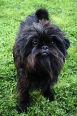 The Affenpinscher:  SmallDogPlace.com