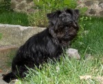 Affenpinscher