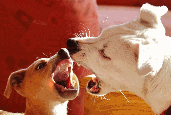 Are small dogs more aggressive towards other dogs? Are small dogs more aggressive towards other dogs?