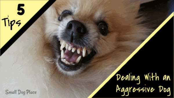 Dealing with an Aggressive Dog