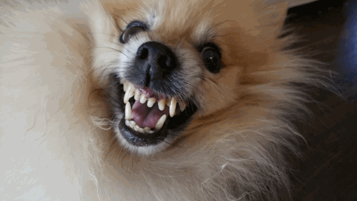 An aggressive dog with teeth showing