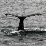 Tail of a Humpback Whale