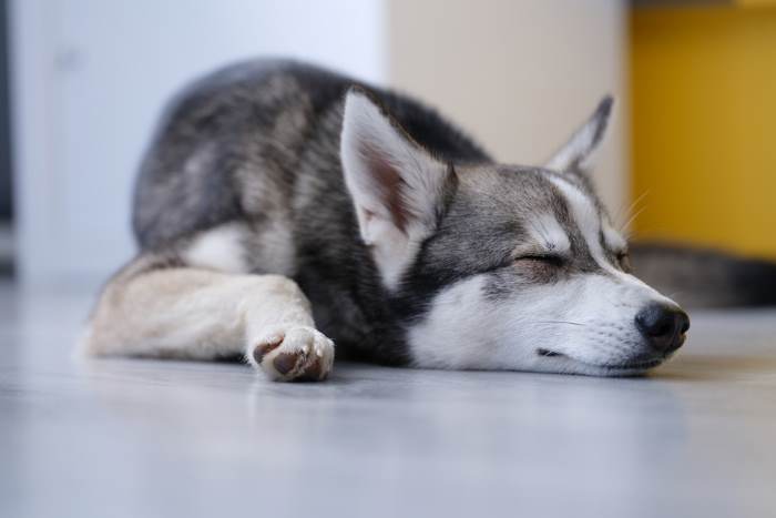 Alaskan Klee Kai asleep on the floor