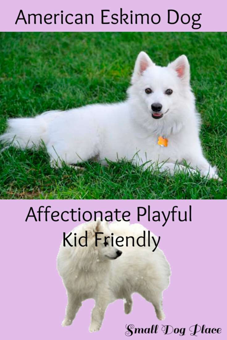 American Eskimo