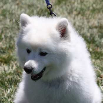 American Eskimo Dog