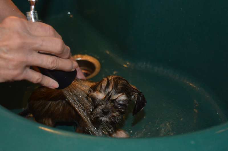 A puppy needs a bath regularly