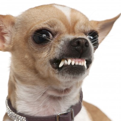 Are chihuahua dogs mean? Are chihuahua dogs mean?