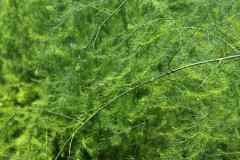 Asparagus Fern also is known as Asparagus, Emerald Feather, Emerald Fern, Sprengeri Fern, Plumosa Fern, Lace Fern, Racemose Asparagus, Shatavari