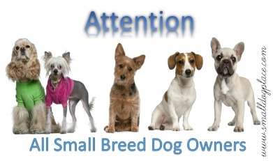 Your Small Breed Dog