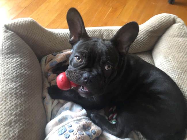 Black French Bulldog playing with a red Kong