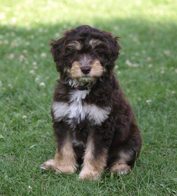 Aussiedoodle:  Australian Shepherd and Poodle