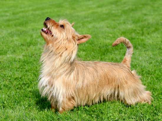 Australian Terriers