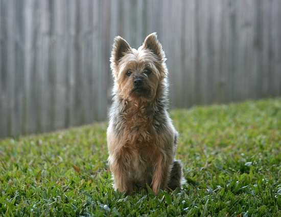 hoppe erhvervsdrivende linse Australian Terriers Dog Breed Profile: History, Personality, Care