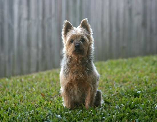 The Australian Terrier Dog Breed