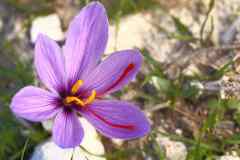 Autumn Crocus or Meadow Saffron is toxic to dogs