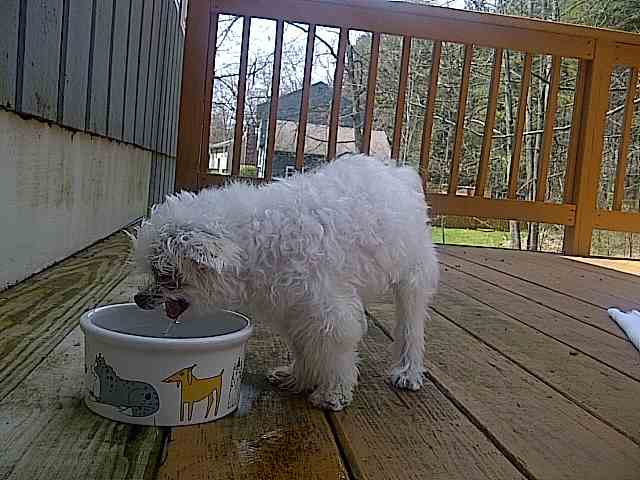 Baby Dog, a 15 year old senior adopted from a shelter in Florida is taking a drink of water.