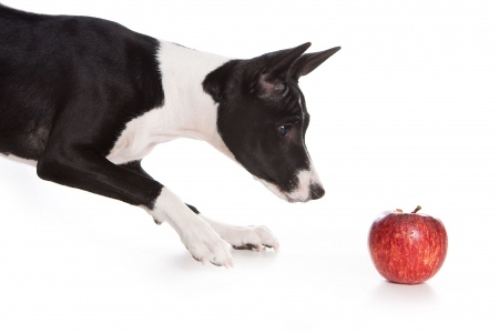 A Curious Basenji is eying an apple.