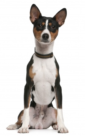 Basenji