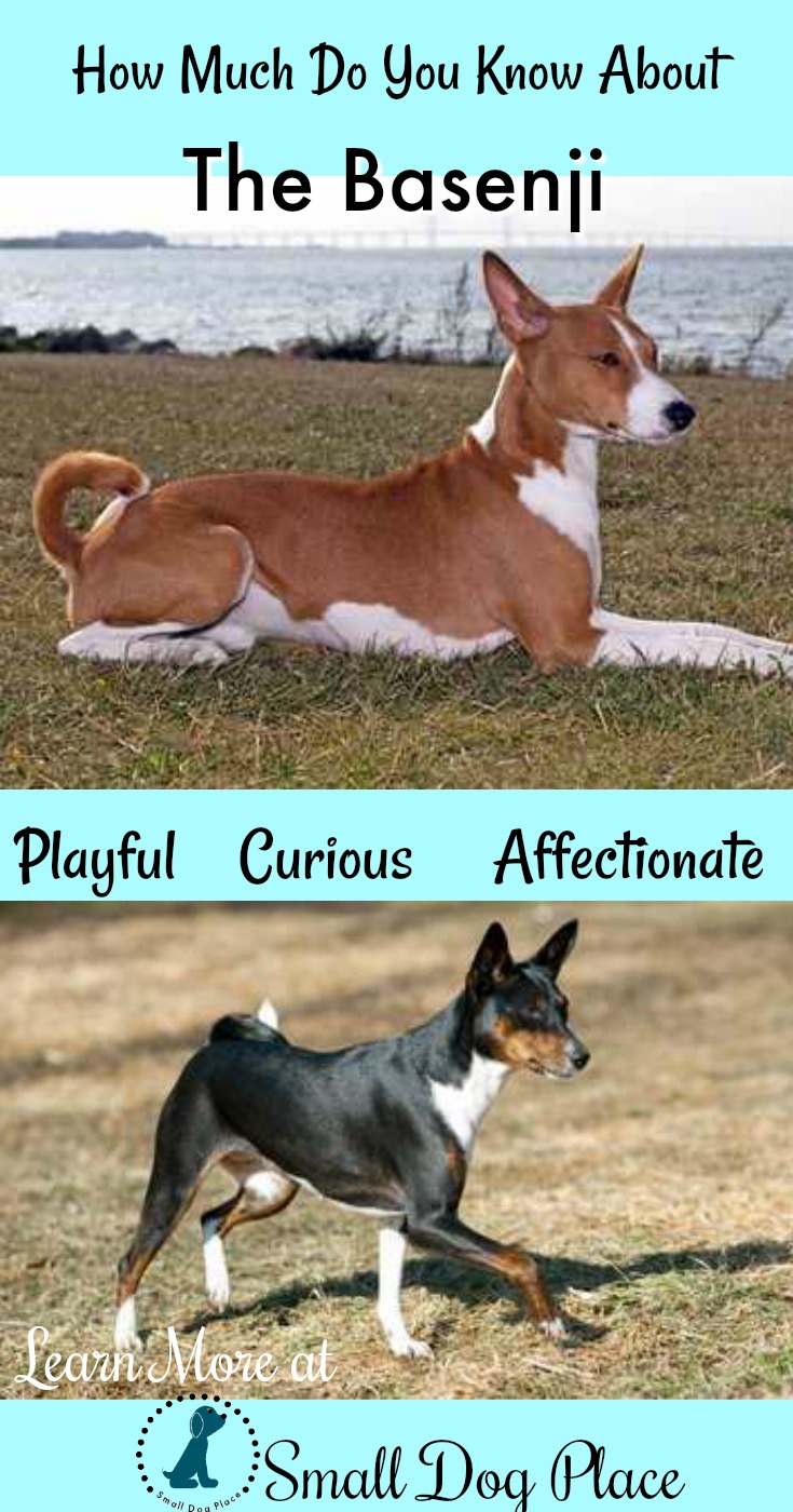 How Much Do You Know About the Basenji Dog Breed?