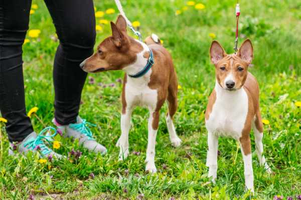 best small short haired dogs