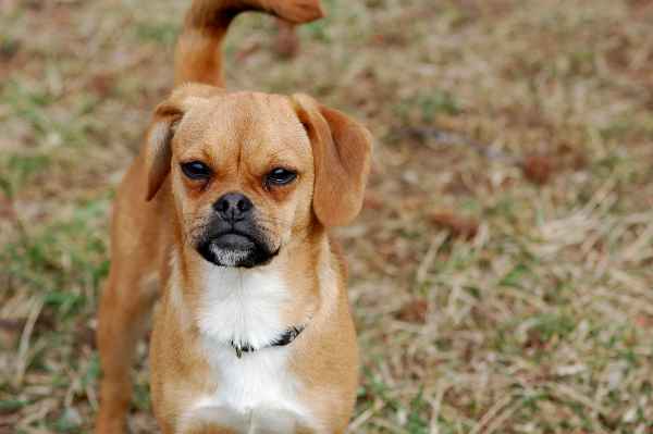 Beagle and Pug Mixed Breed or Puggle (Pros and Cons of Cross Bred Dogs