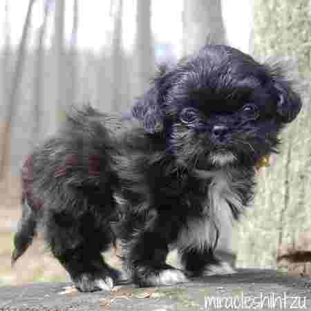 A black Shih Tzu puppy