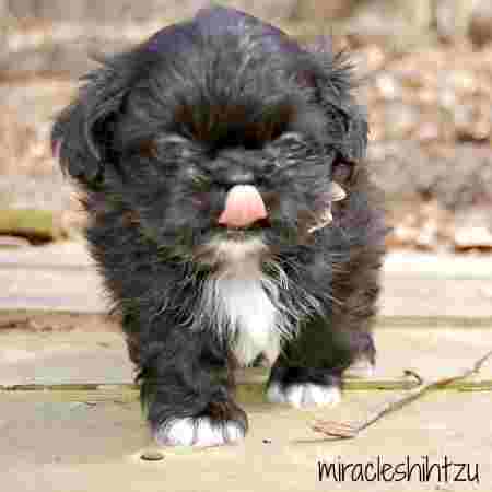 A black Shih Tzu puppy licking his lips