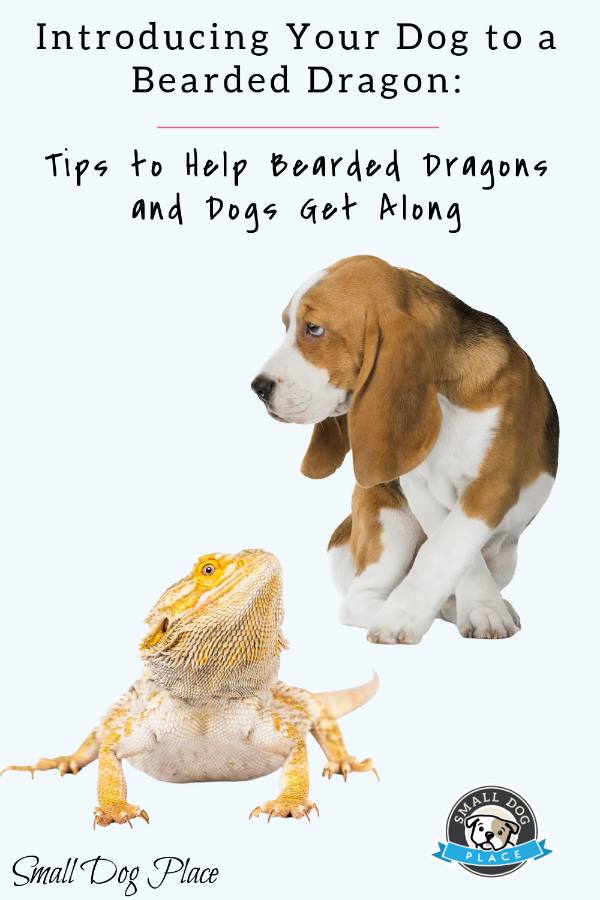 Dogs and Bearded Dragons Pin Image