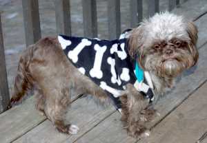 Bebe, Shih Tzu is wearing a hoodie to stay warm on cold Spring Days.