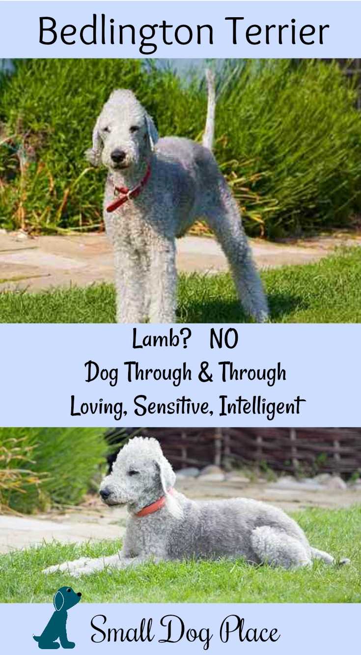 Bedlington Terrier Complete Dog Breed Profile