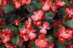 The Begonia comes in many varieties and goes by many different names, but all of them are poisonous to dogs.
