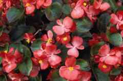 The Begonia comes in many varieties and goes by many different names, but all of them are poisonous to dogs. The Begonia comes in many varieties and goes by many different names, but all of them are poisonous to dogs.