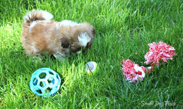 best toys for small dogs