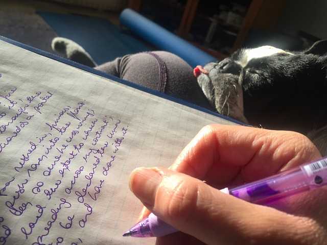 A Boston Terrier is sleeping next to his person who is doing homework.