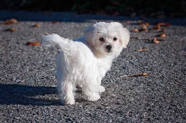 A Maltese puppy is looking back at the camera.