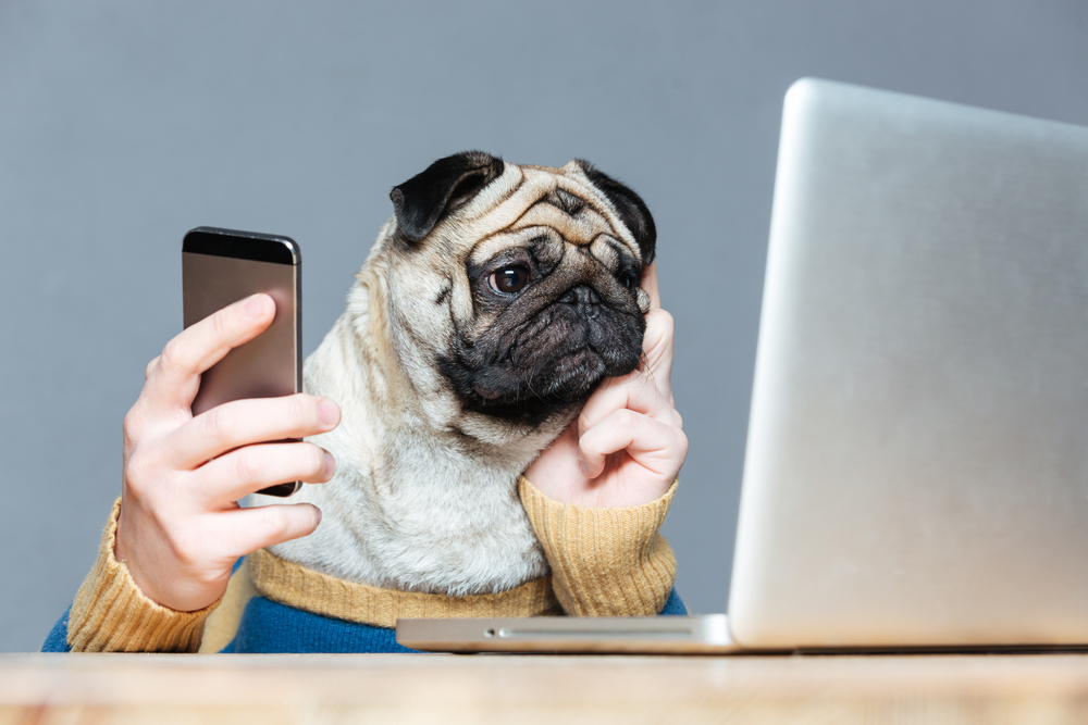 Pug is staring at a laptop screen