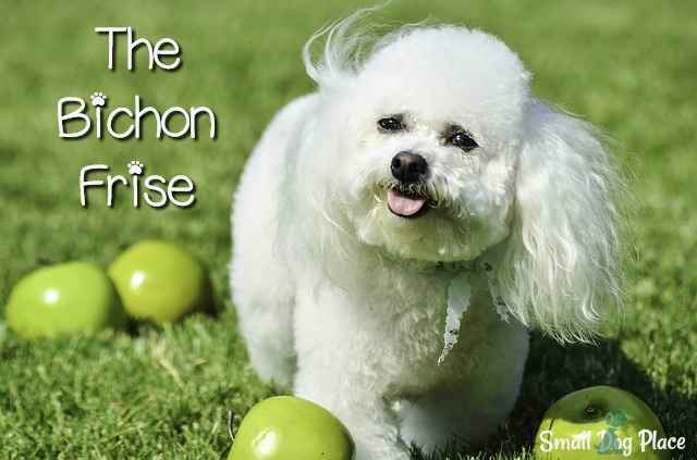 The Bichon Frise