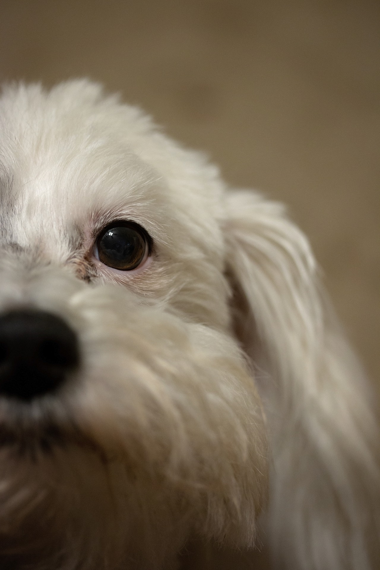 A partial face of a Bichpoo