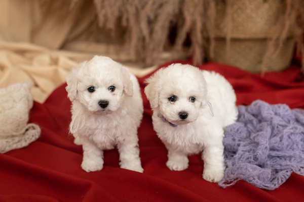 Two young Bichon Frise puppies posing in front of the camera
