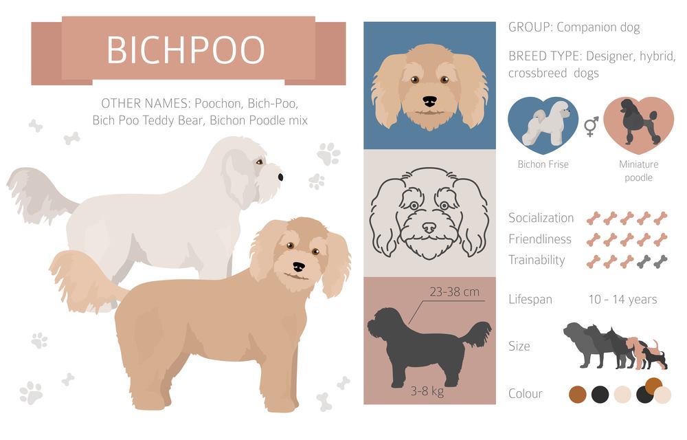 Bichpoo Infographic Bichpoo Infographic