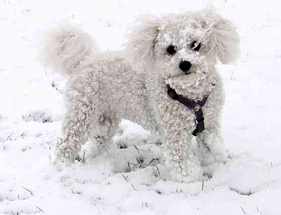 small white poodle like dog with silky loosely curling coat