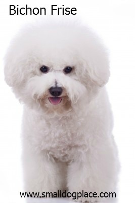 Bichon Frise:  Small Breed Dogs that are good with children.