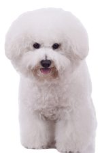 BichonFrise2.jpg