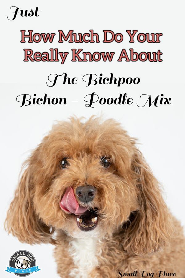 Bichpoo Pin Image Bichpoo Pin Image