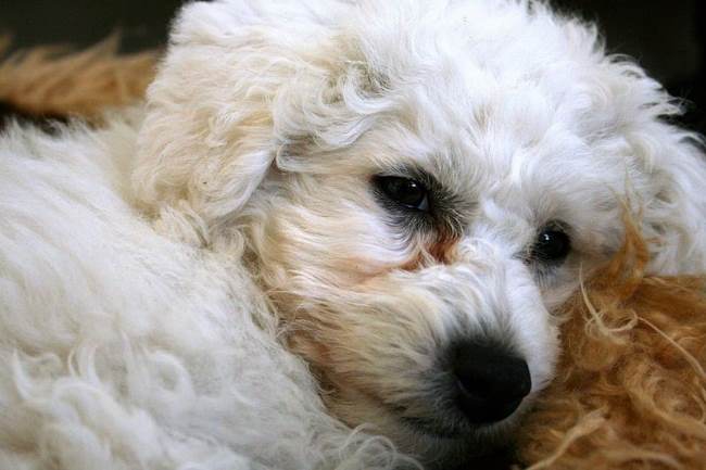 Bichpoo:  Bichon Frise and Toy Poodle sleeping